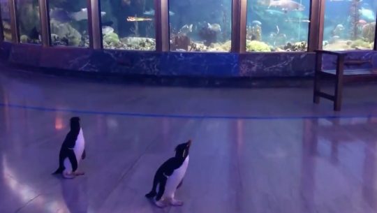Penguins Visiting Other Animals in Aquarium is Amazing