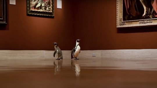 Watching Penguins Roam Around a Museum Is Art Itself
