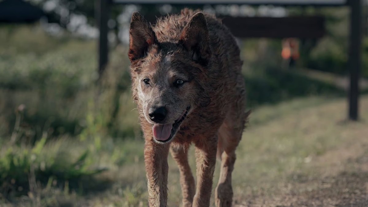 PET SEMATARY: BLOODLINES Trailer Gives Us a Prequel to the Stephen King Classic